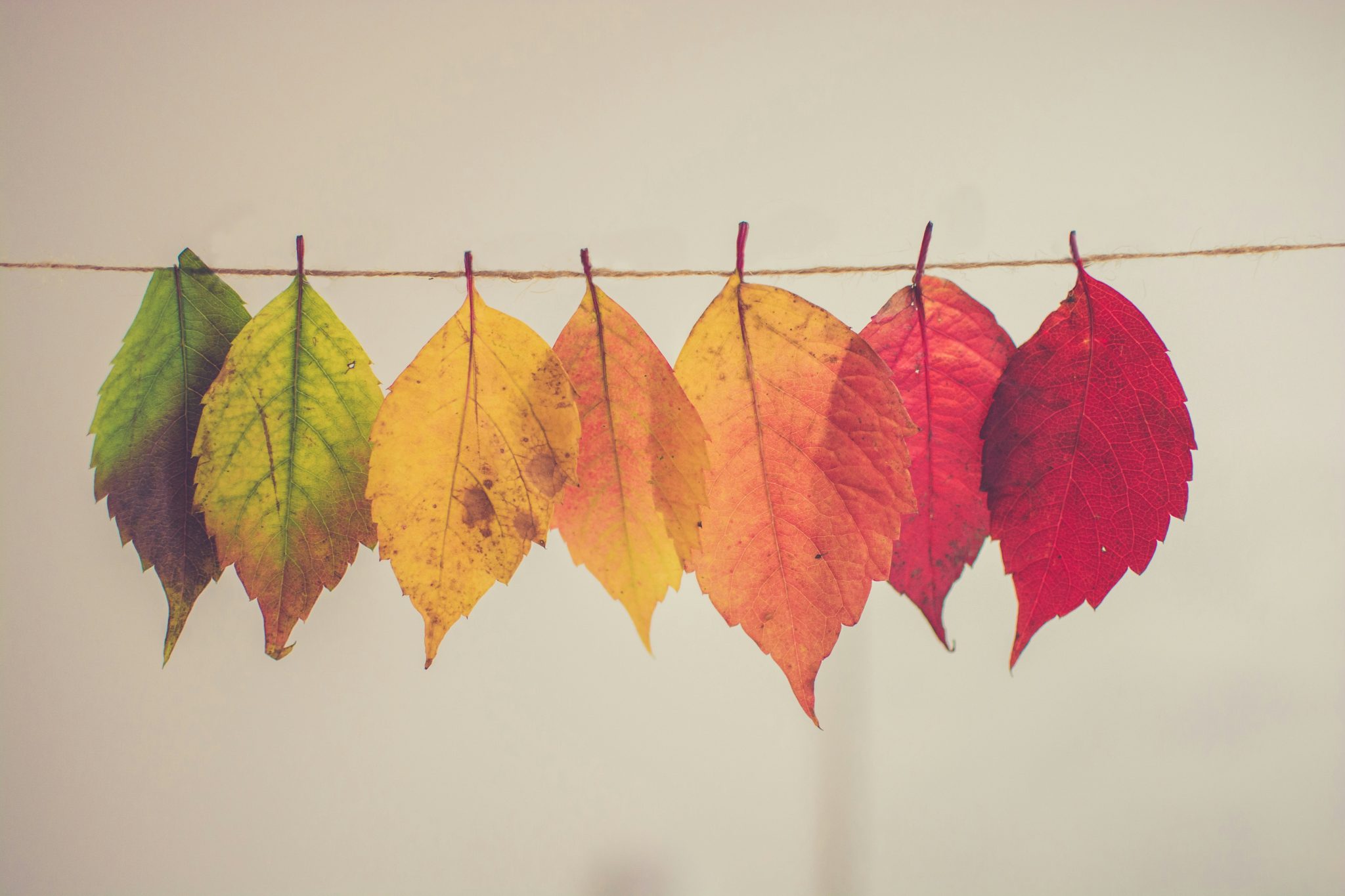 Autumn leaves in changing fall colors with a subtle rainbow accent, symbolizing belonging, inclusion, and authenticity.